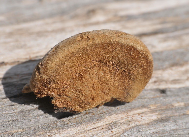 Aphyllophorales corso